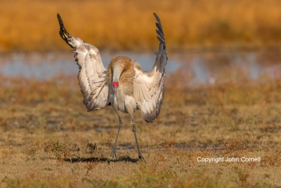 Crane;Grus-canadensis;Sandhill-Crane;flight;Crane;Flying-Bird;Grus-canadensis;Ph